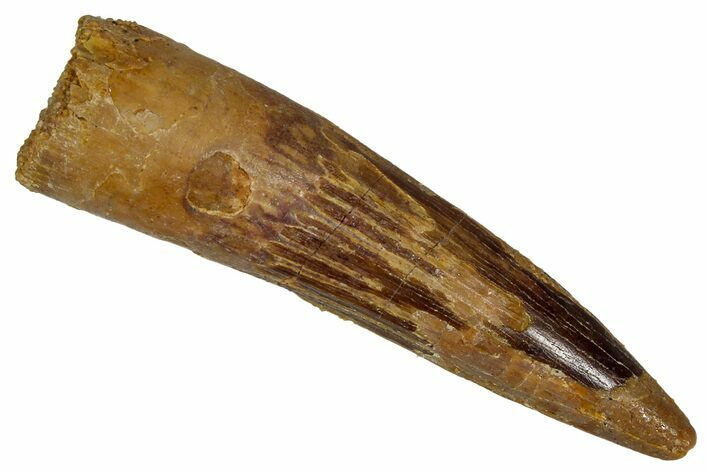 Fossil Spinosaurus Tooth - Real Dinosaur Tooth #350077